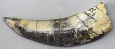 Large Fossilized Tyrannosaurus Rex T-Rex Dinosaur Fossil Tooth 5"
