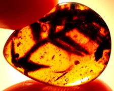 Giant Plant Sprig with Spider in Burmite Amber Fossil Gemstone Dinosaur Age