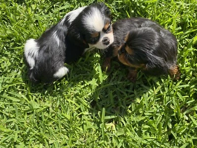 king charles cavalier puppies for sale gumtree