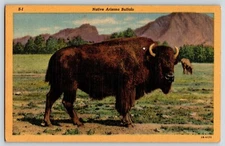 Postcard Native Bison  Arizona AZ Linen