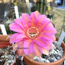 FREDDY’S DERBY Echinopsis Hybrids Rooted Plants Cactus Succulents