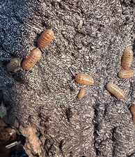 10 Count Tangerine Isopods Armadillidium vulgare 2-day Shipping