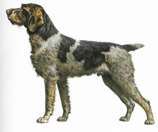 German Wirehaired Pointer - CUSTOM MATTED - 1...