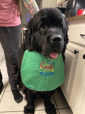 BIG DOG Newfoundland St Bernard Dog ''Dear Santa I Can Explain'' SLOBBER DROOL BIB