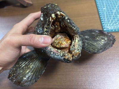 Kommissionsbuchungen, extrem seltene arktische Wolffischkopf Reittier Fisch Taxidermie