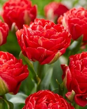 6 - PAMPLONA DOUBLE PEONY TULIP Flower Bulbs - Gorgeous, Luxuriously RED BLOOMS