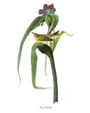 1978 Audubon Vintage Birds "Pine Warbler" Gorgeous Color Art Jumbo Litho