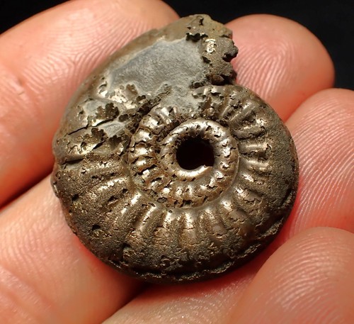 LARGE pyrite ammonite fossil Tropidoceras (31mm) Charmouth Jurassic Coast gift - Picture 5 of 6