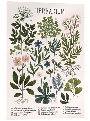 Acrylglasbild Herbarium - Kaja Kajfez