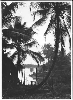 Lord Howe Island View of water through palm trees, Lord Howe Islan - Old Photo
