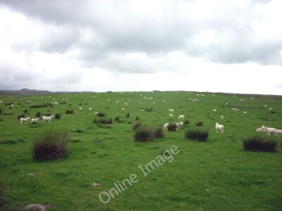 Foto 6x4 Schafweide nördlich von Langber Lane Otterburn\/SD8857 Roggenbrot um 2010