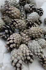 Zapfen, Tannenzapfen, 150x ,Deko,  Basteln,  Grill, Ofen,  Kamin Anzünden Natur 