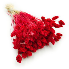 Getrocknetes Phalaris - Kanarienvogel - (Kanarienvogel) - Rot