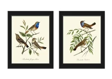 Vintage Bird Wall Art Prints Set of 2 Beautiful Antique Blue Birds Unframed