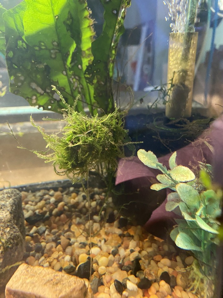 Large: 6 Floating Java Moss Balls Live Aquarium Plant Decoration ...