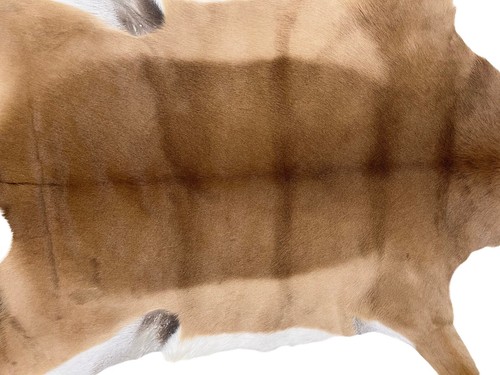 GENUINE IMPALA SKIN HIDE - NEW - Optional Felt Backing - Picture 2 of 4