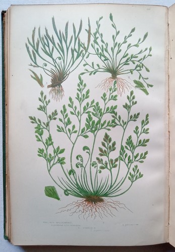 Pratt, Anne - Ferns of Great Britain and their Allies - (circa 1850) - Picture 4 of 5