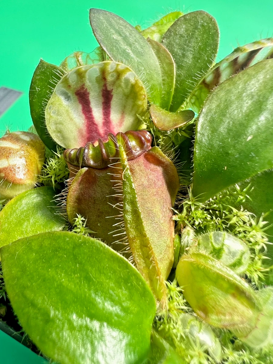 Cephalotus Carnivorous Plants for sale - eBay