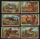 Large Mammals Talpe Card Set 1930s Camel Giraffe Gnu Horse Buffalo Zebra