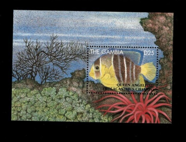 VINTAGE CLASSICS - Gambia 1995 - Fish Souvenir Stamp sheet - Scott 1624 - MNH