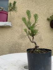 Japanese Black Pine Bonsai 3/4 Years Old