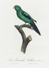 Plate No. 62 Swift Parrot  History of Parrots by Francois Levaillant Repro