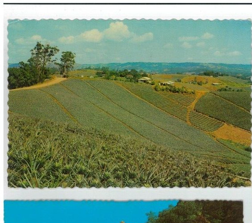 Vintage POSTCARD Pineapple Farm WOOMBYE Kuskopf Nambour Queensland