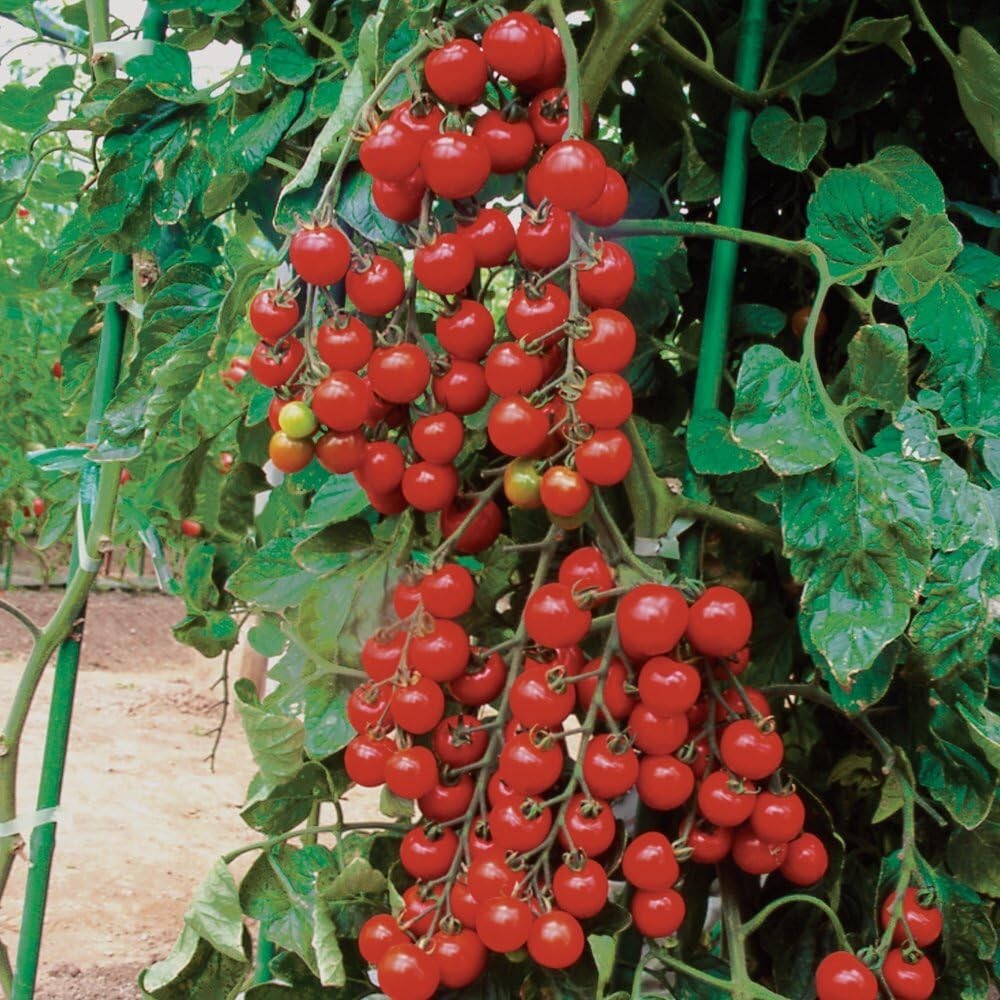 Pomodori Ciliegia. Pomodori Freschi Su Fondo Bianco. Pomodoro Rosso Fotografia Stock - Immagine - Foto 12