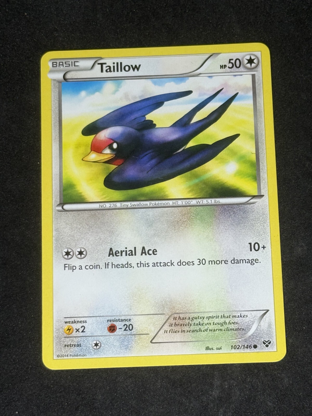 LP Taillow 102/146 XY Regular