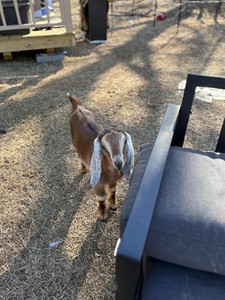 Baby Goat Buck Nubian goat, Born 11-10-2025