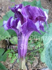 🔥 Tromba del diavolo Datura 15 semi * ripieni viola bianco * pianta in vaso balcone
