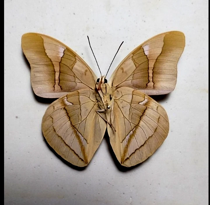昆虫、蝴蝶收藏品| eBay