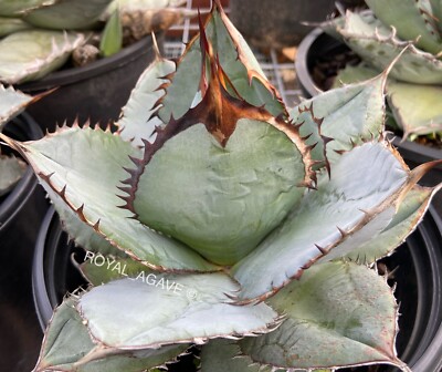大型Agave ‘T’S 001 Grex’ Agave titanota 'T-Rex' Unique Blue Clone - Round Shape Nice Spines