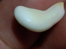 Natural Wild Conch Pearl 3.19ct Flame