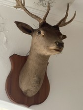 TROFEO SU BASE IN LEGNO. TESTA DI CERVO IMBALSAMATO 