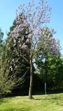 10 empress tree, ROYAL EMPRESS POULOWNIA, Seeds