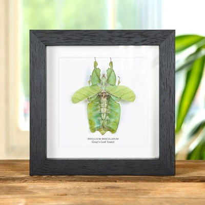Graublattinsekt mit Flügeln ausgebreitet im Kastenrahmen (Phyllium bioculatum)