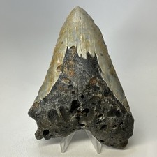 Megalodon Shark Tooth 6.01 Inch - Monster - Authentic Fossil - Carolina 20138