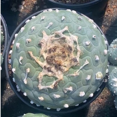 Succulent Cactus Plant Home Garden Beautiful Cacti Plants 7-8cm