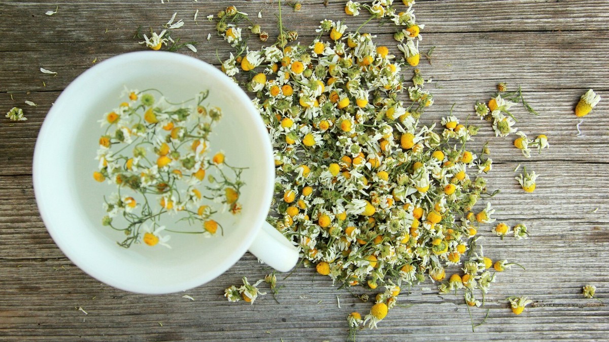 Graines De Camomille Matricaire - 2500 Semences Reproductibles - Plante Aromatique Et Médicinale