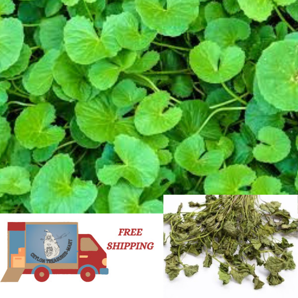 Centella Asiatica hojas orgánicas secas Gotukola refuerzo cerebral 100% hoja pura.