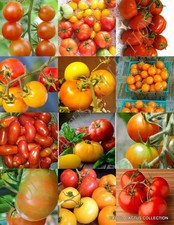 TOMATO MIX, heirloom vegetable organic fruit exotic edible garden seed 25 seeds