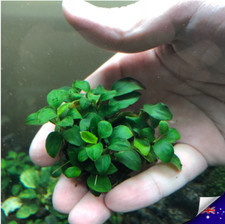 Multiple Anubias Species for Aquascaping & Planted Aquariums