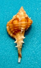 Vokesimurex rubidus (F.C. Baker, 1897) – 29.0mm | Dry Tortugas Deep Water |