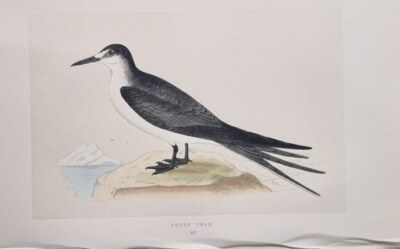 1855 ANTIQUE PRINT BOOTY TERN British Birds Morris
