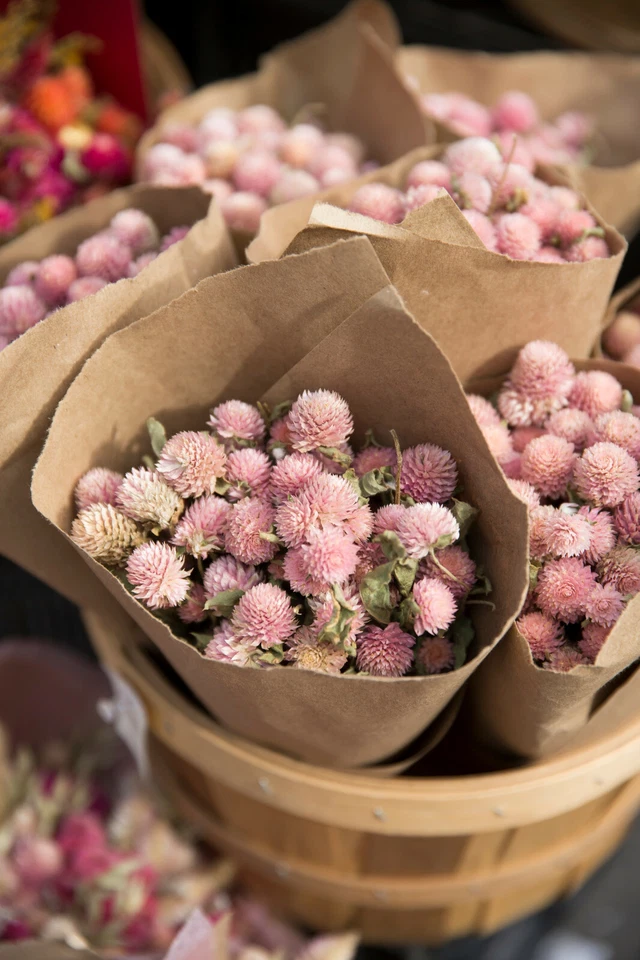 3,500+ MEDICINAL SEEDS: Alsike Pink Clover Herb Flower EASY, BULK, FREE SHIPPING - Image 2 of 4