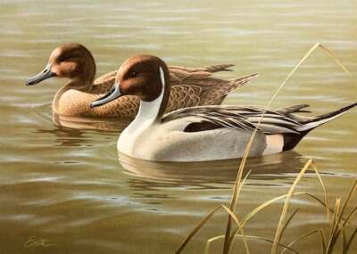 Daniel Smith Arizona Duck Stamp Print 1987 First of State with 2 Stamps S/N MINT