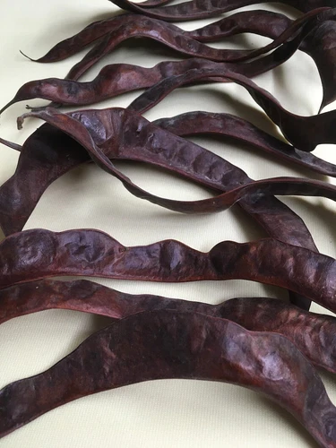 装飾や工芸品用ハニーロカストポッド15個エクストラLg。 - 画像3/8