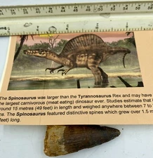 Spinosaurus 2” T00TH  Teeth Dinosaur F0SSIL before T Rex Cretaceous C36