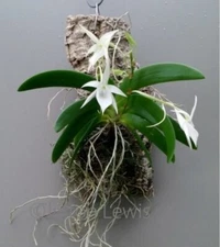 Angraecum leonis near blooming size angraecum orchid species. Fragrant